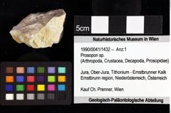 Foto (Objket + Etiketten) von Goniodromites sp. 